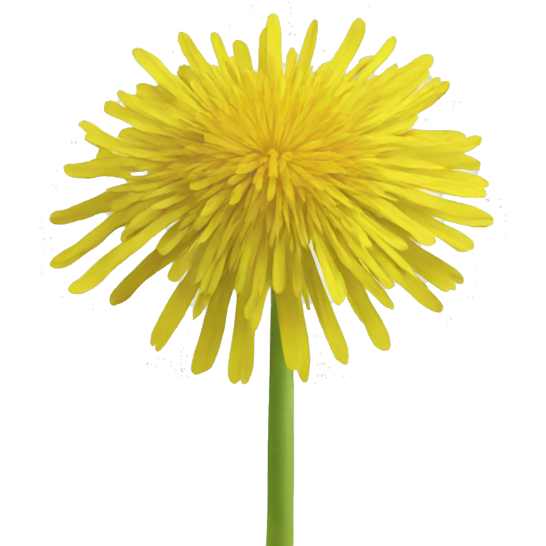 yellow dandelion, white background